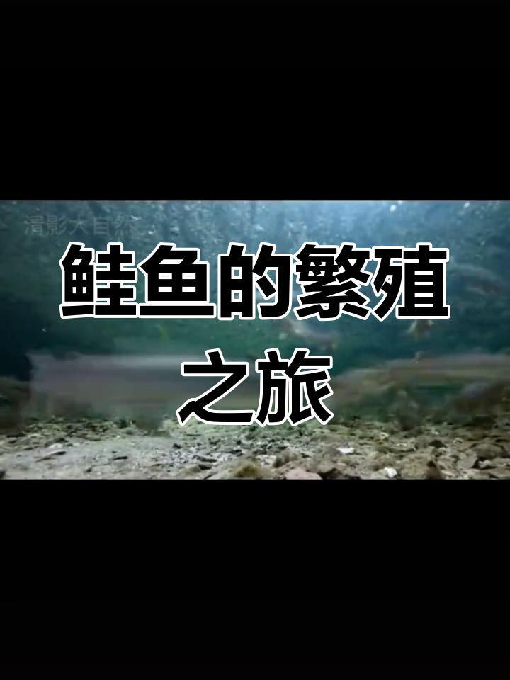 鲑鱼逆流而上,挑战瀑布产卵