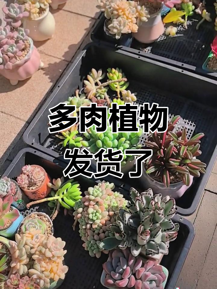 发货啦!这些多肉植物带盆土出嫁,超美洛神等你收货