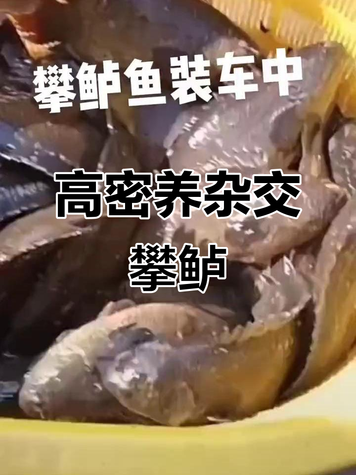 杂交攀鲈鱼养殖:高密度养殖与市场挑战