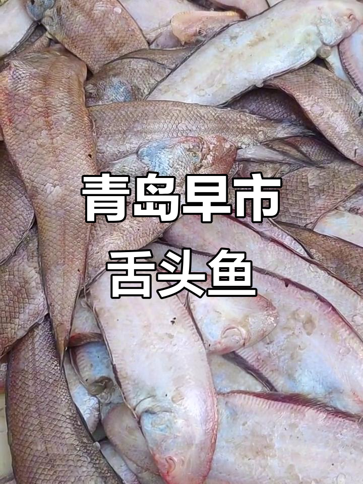 青岛早市舌头鱼10元一斤,超值海鲜不容错过
