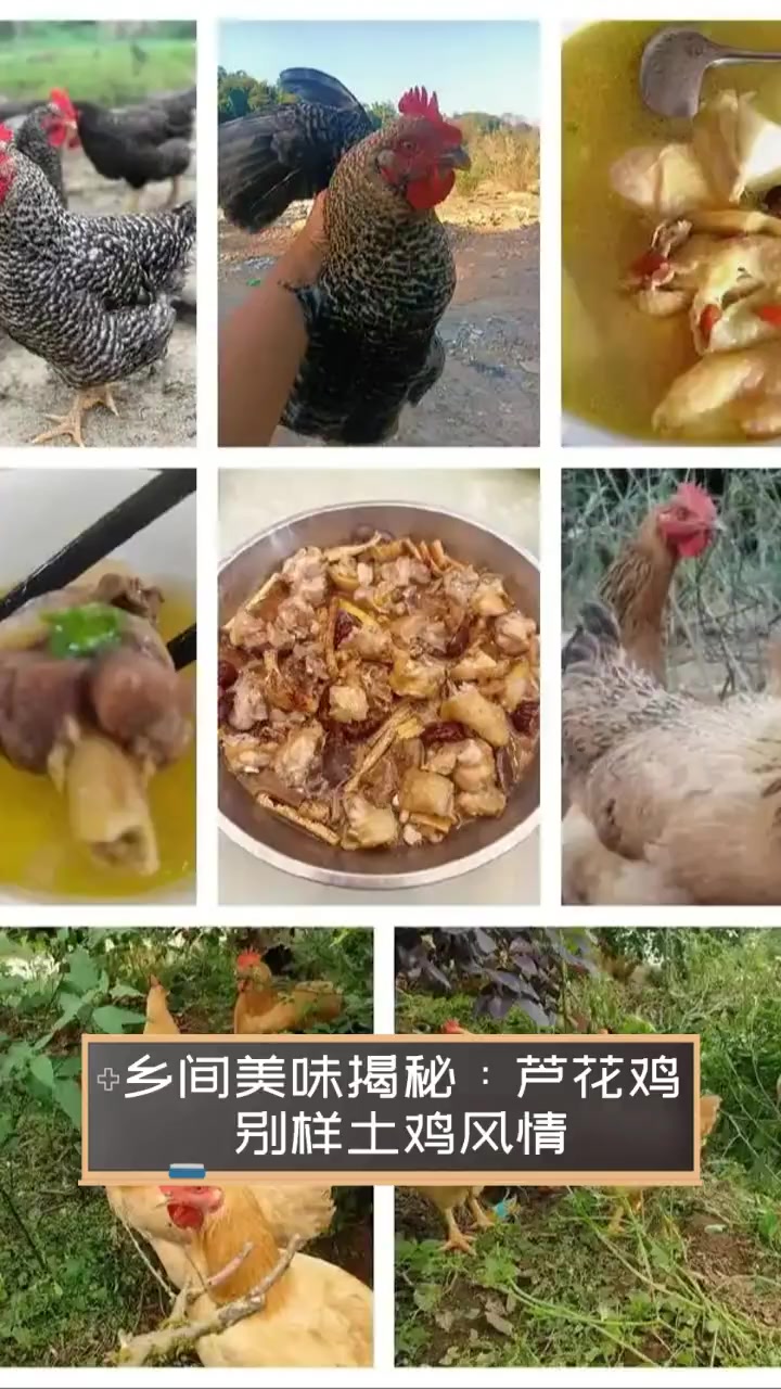 乡间美味揭秘:芦花鸡,别样土鸡风情