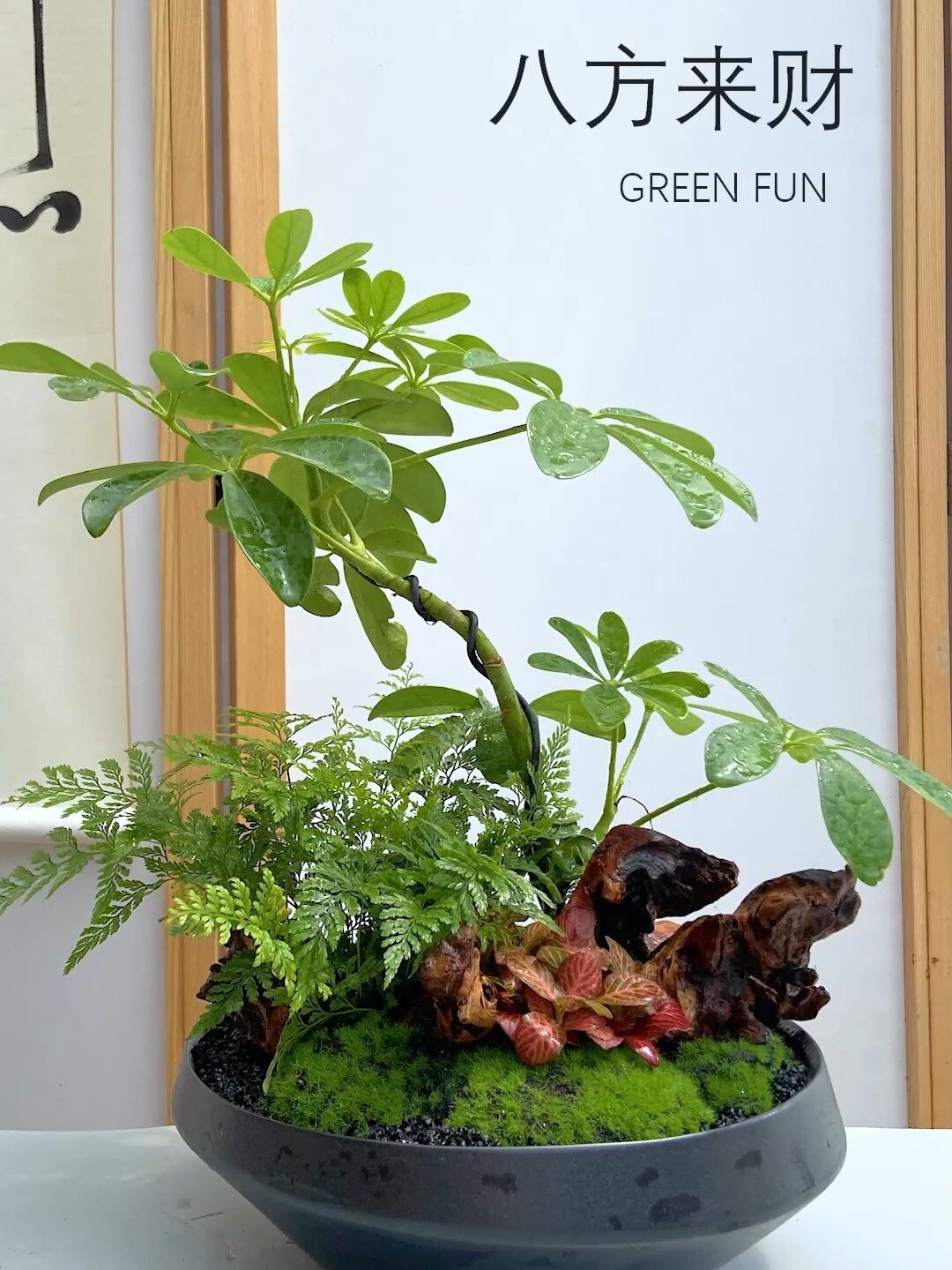 鸭掌木艺术盆栽设计分享|绿趣