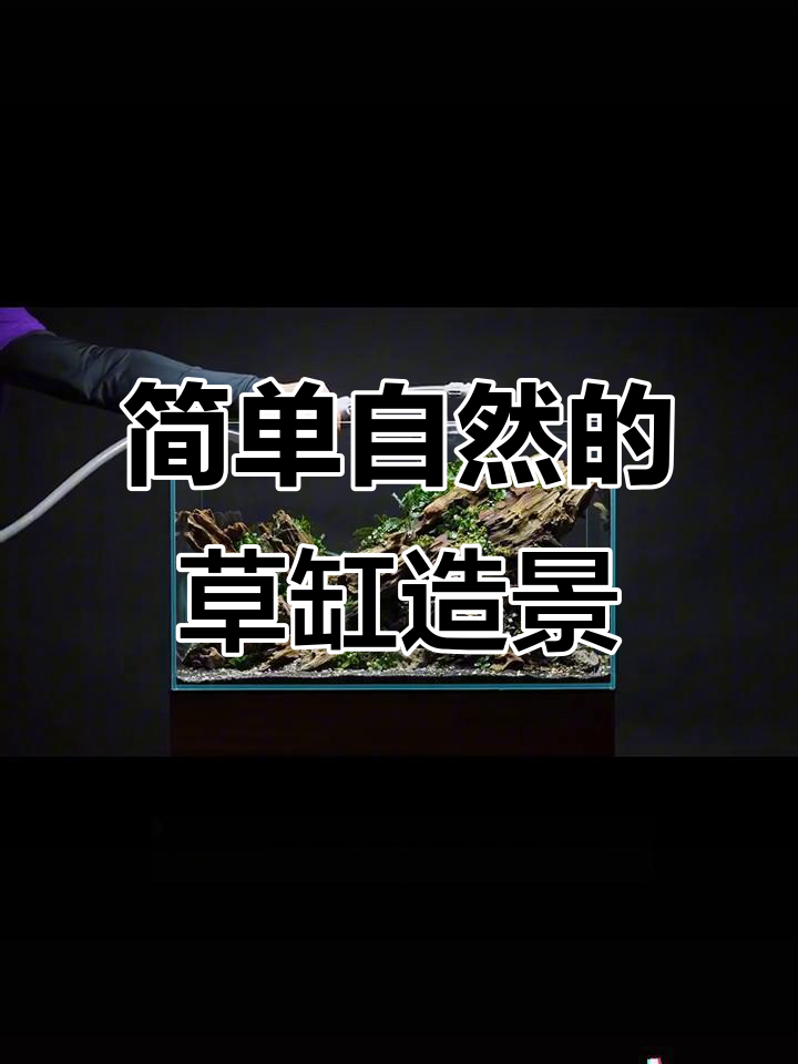 虾木与石头搭配,打造自然鱼缸造景