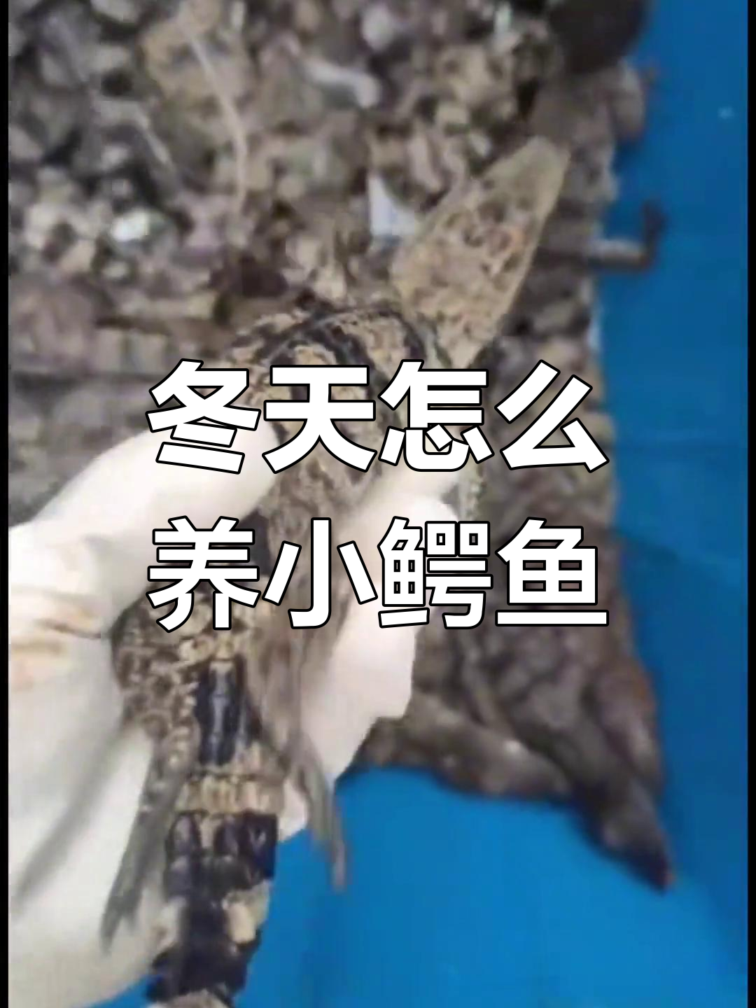 冬季鳄鱼养殖技巧:如何保暖过冬