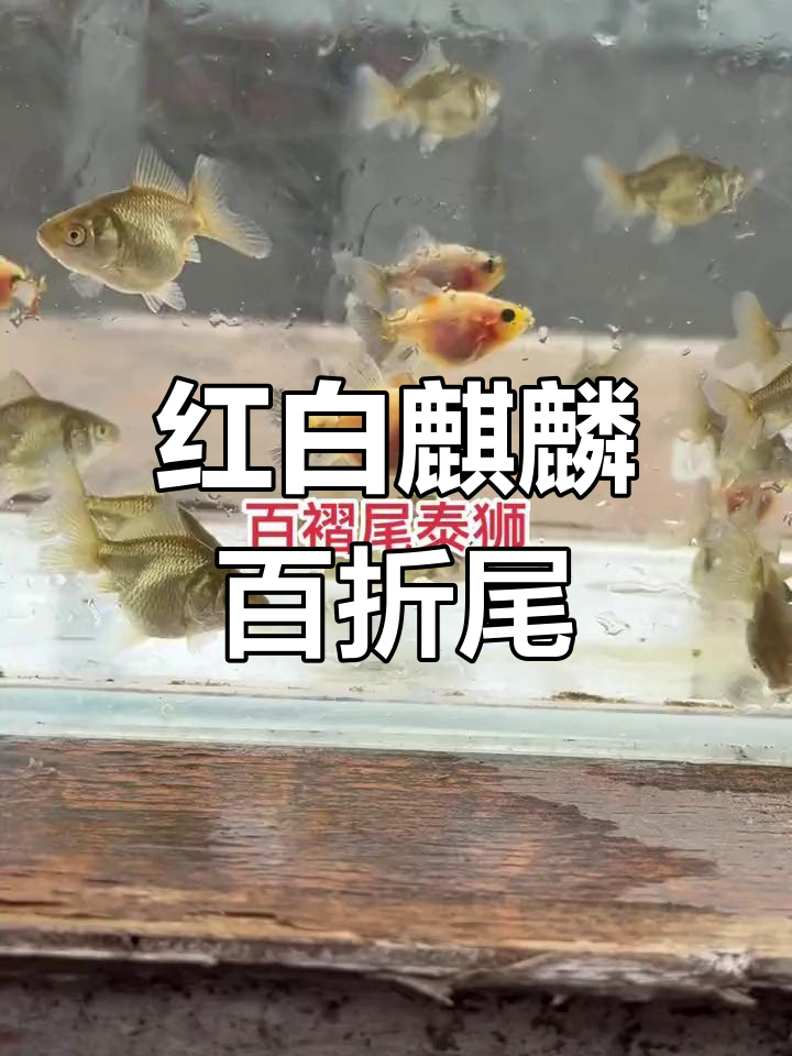 百褶尾泰狮金鱼苗,红白麒麟五花色,超美小尾巴