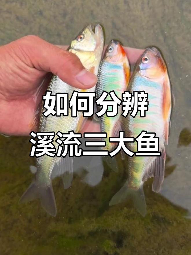 溪流三兄弟大揭秘:马口、宽鳍鱲与长鳍鱲如何区分