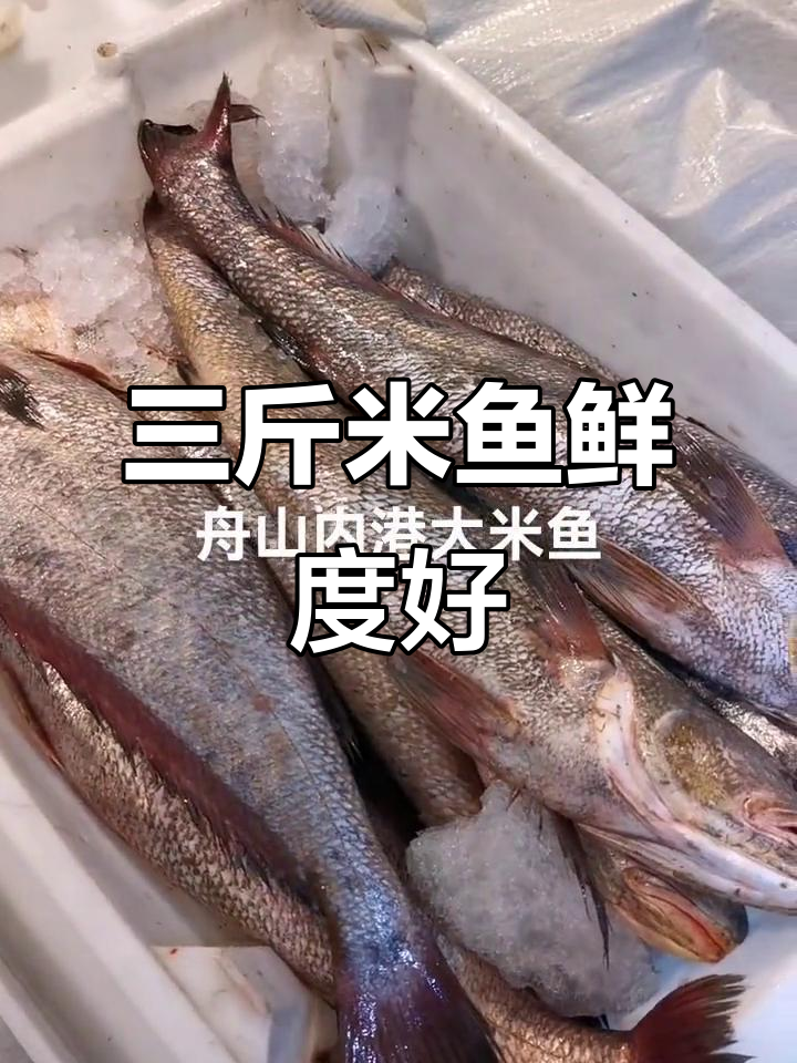 舟山内港米鱼新鲜上市,三斤左右完美规格