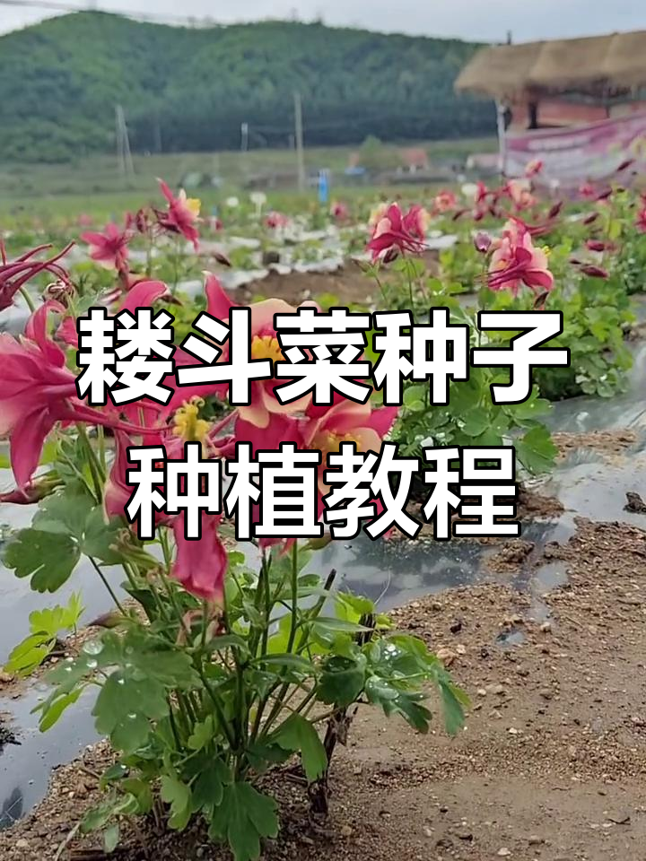 耧斗菜种子播种技巧,轻松掌握发芽方法