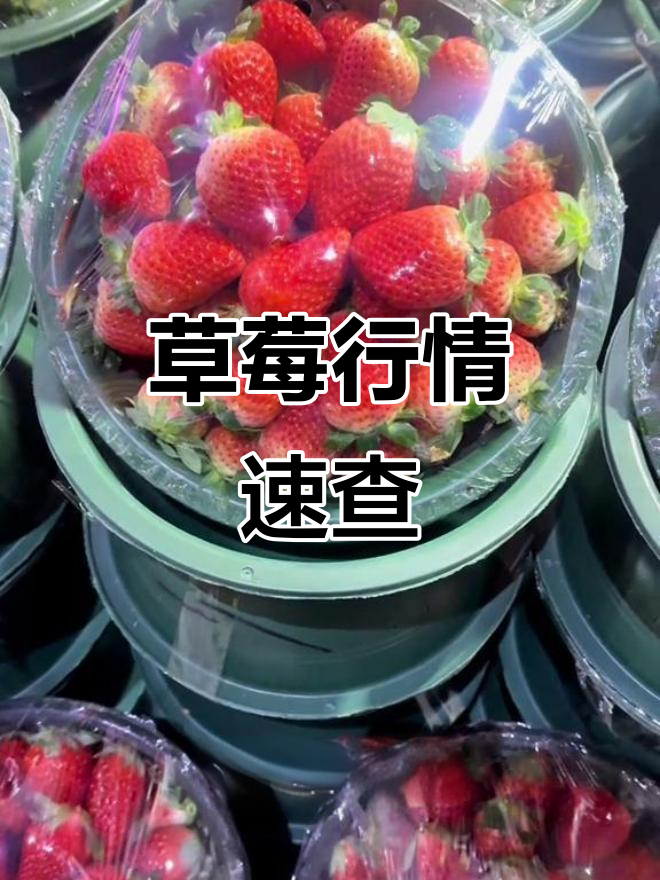 草莓价格大揭秘!今日市场行情一览