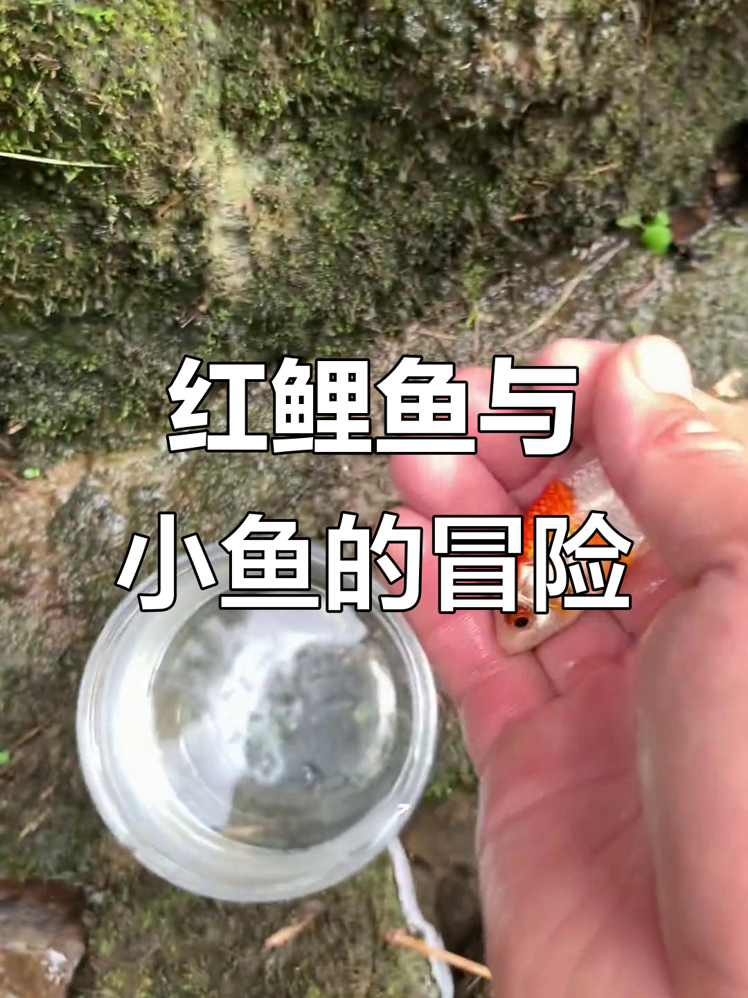 抓鱼大作战:红鲤鱼、黑鱼和小鱼的惊喜之旅