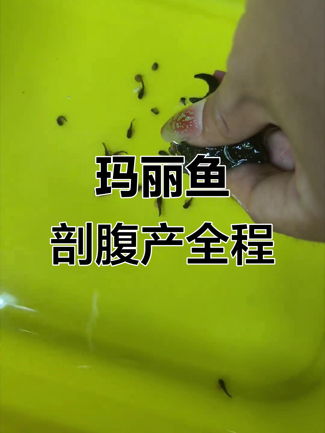玛丽鱼剖腹产全过程,揭秘繁殖背后的故事