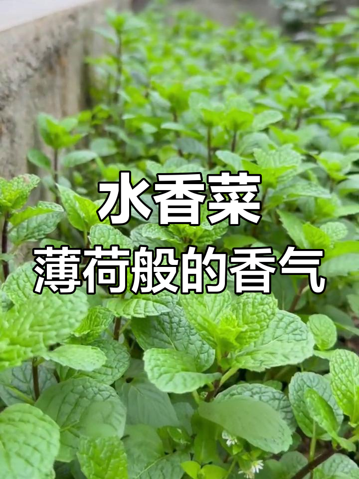 河南特色水香菜,清新口香糖味十足