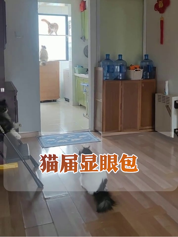 橘猫爬高躲猫猫，黑白猫门口站岗急出表情包