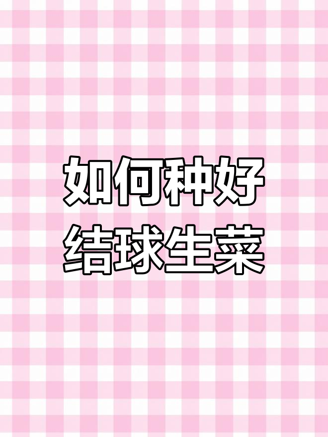 结球生菜种植技巧:冷凉环境最适宜,掌握这些让你的生菜更美味
