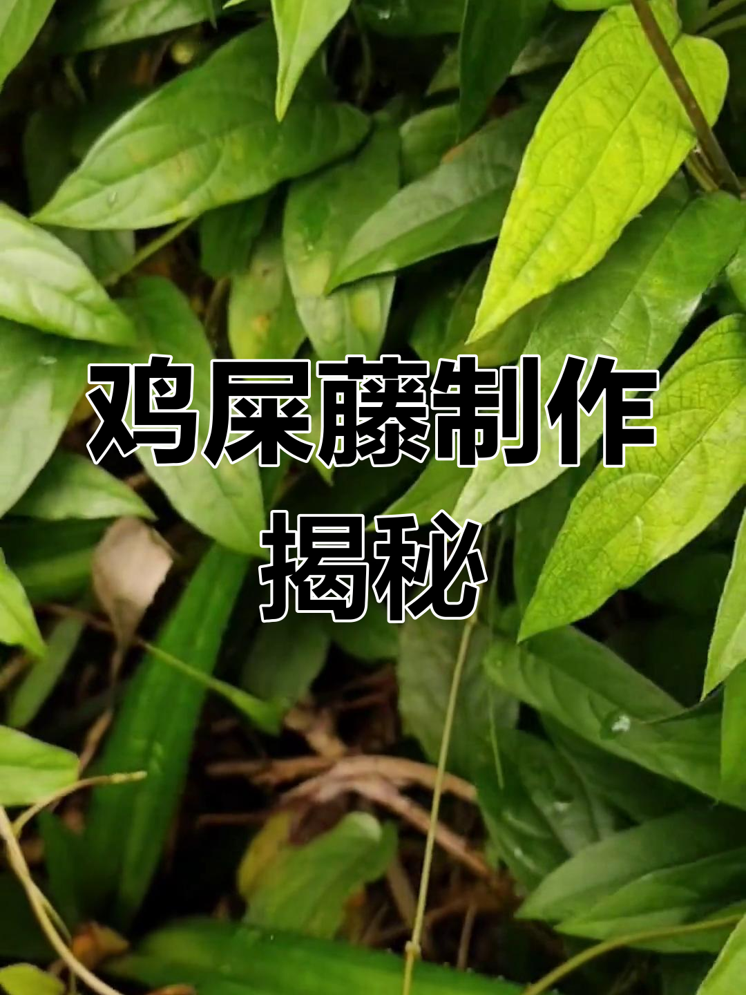 鸡屎藤粉制作繁琐,拍摄辛苦,感谢支持!