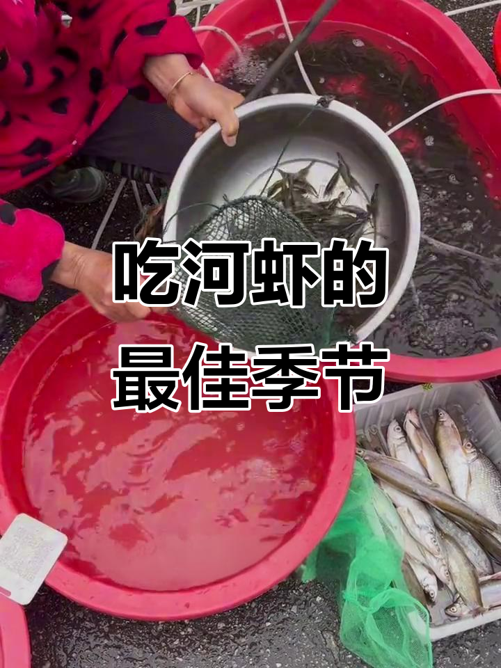 紫虾上市，阳澄湖美味来袭！塘鲤鱼和糖鲤也超好吃