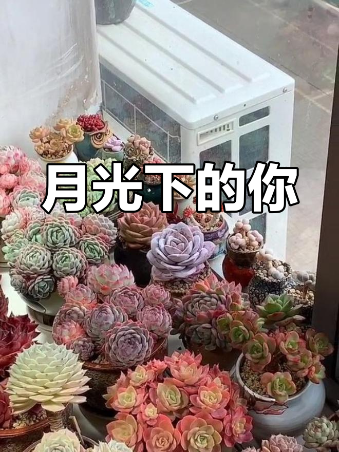 你在窗前赏月,月光映照你的身影,也成了他人梦中的风景