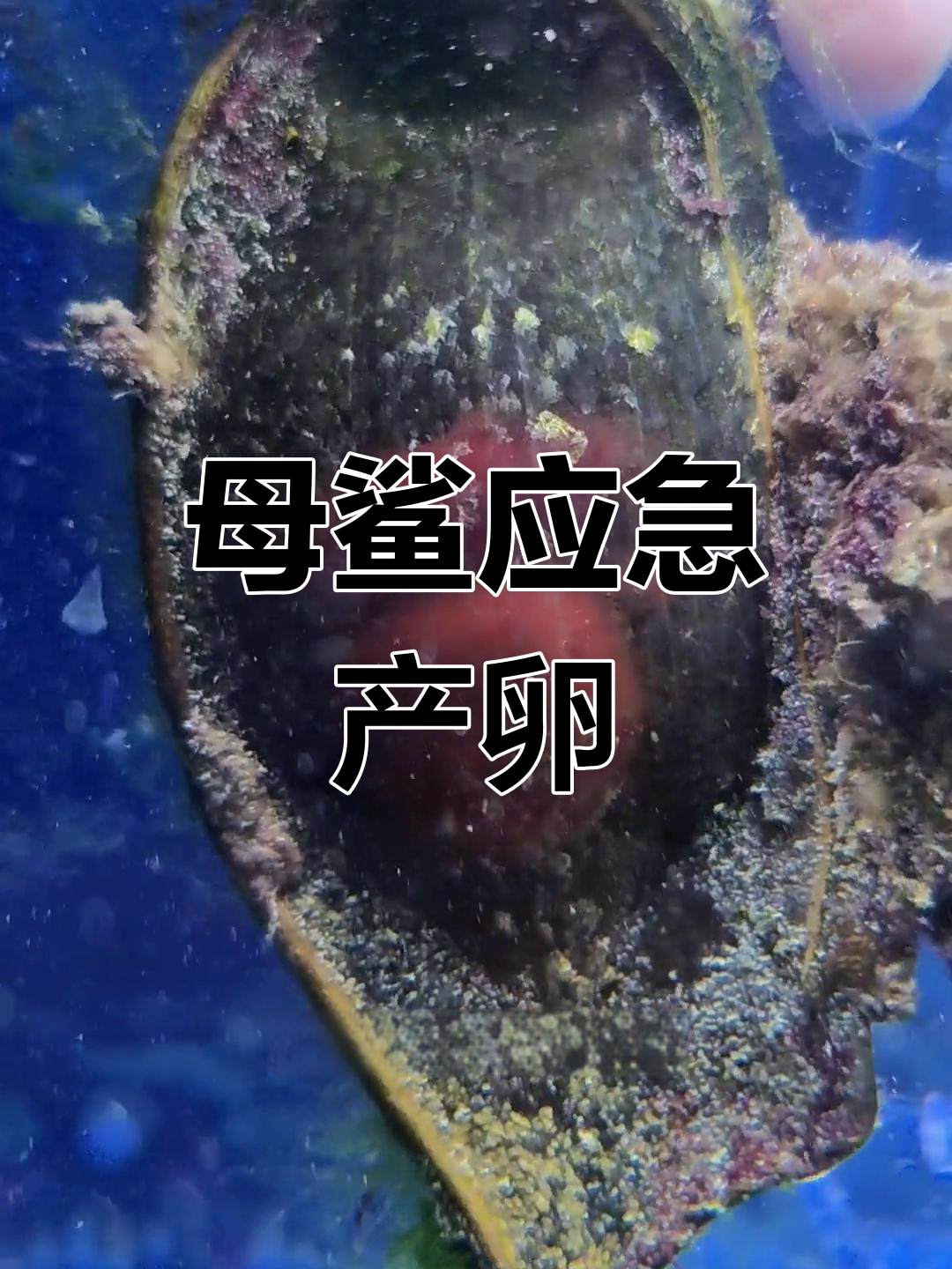 怀孕母鲨应激产卵,小鲨鱼能存活吗?