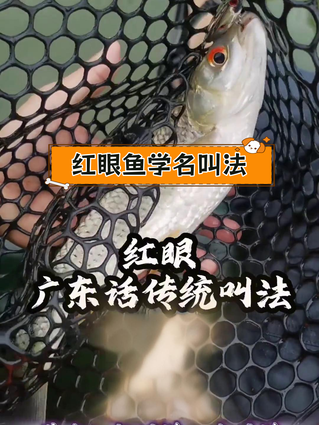 红眼鱼的广东话称呼与学名解析
