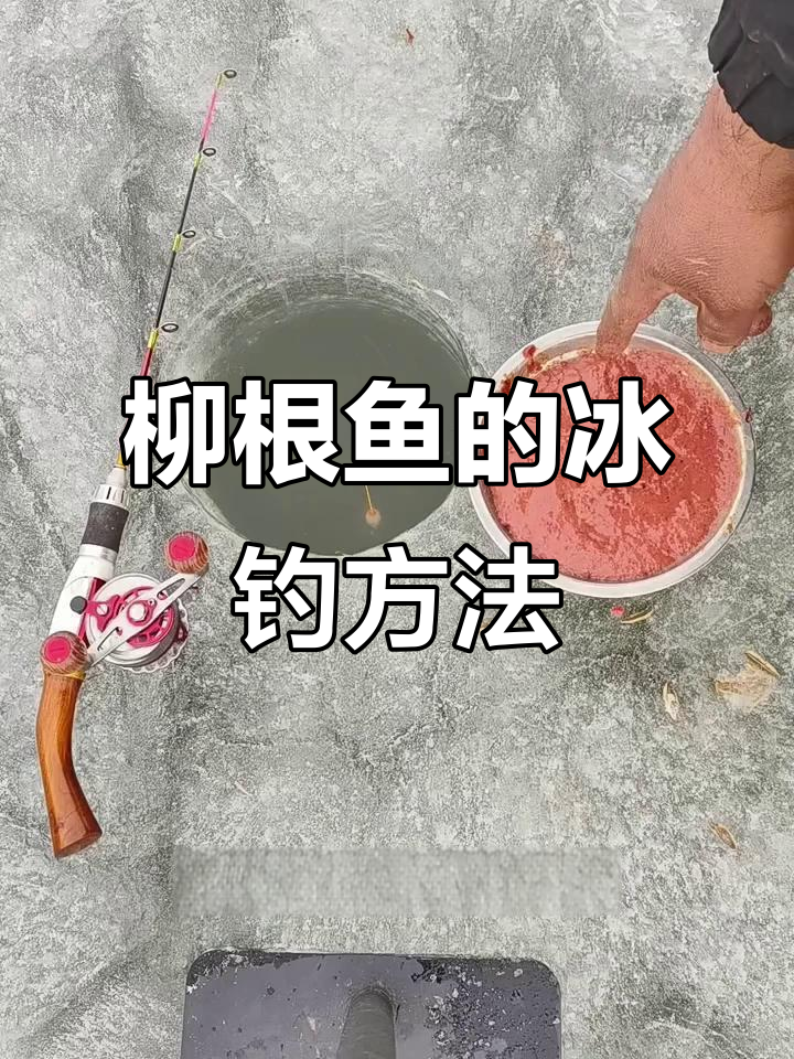 柳根鱼冰钓技巧:如何用腥味窝料吸引攻击