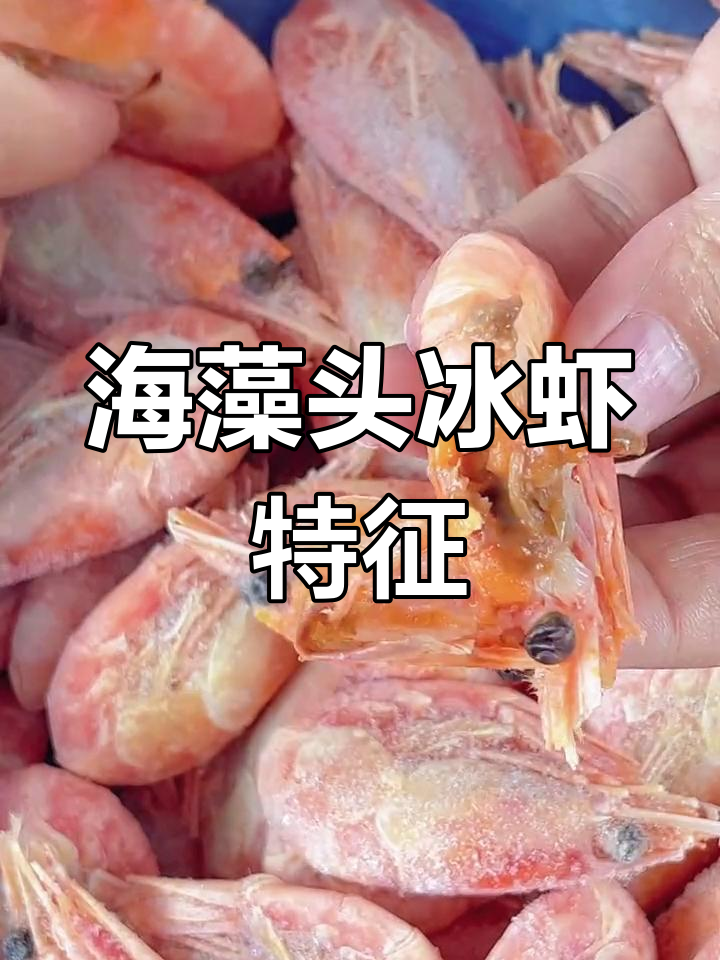 海藻头冰虾与普通冰虾的区别解析