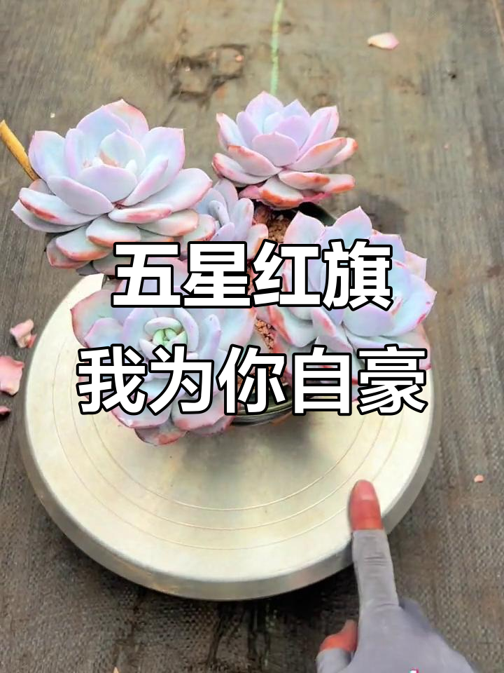 奥运精神与五星红旗的骄傲,奶茶多肉助力中国健儿