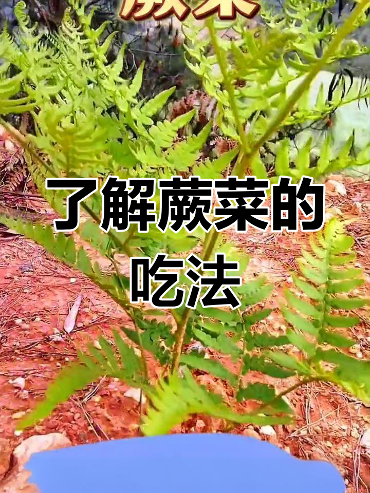 蕨菜的营养价值与食用方法