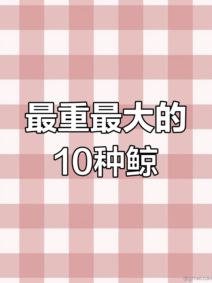 世界上最重的鲸鱼排名,揭秘最大哺乳动物