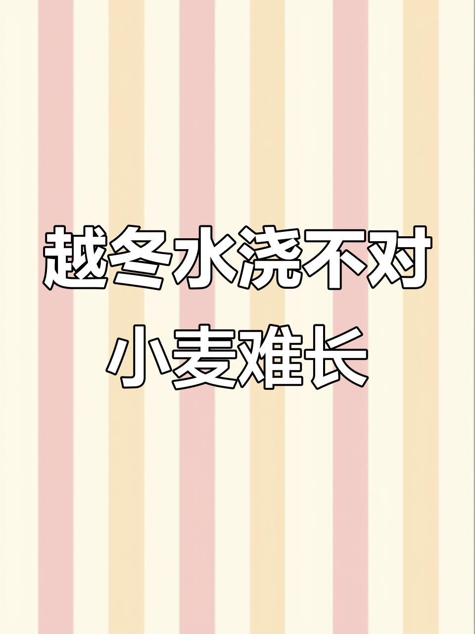 小麦越冬管理技巧:浇水、施肥全攻略