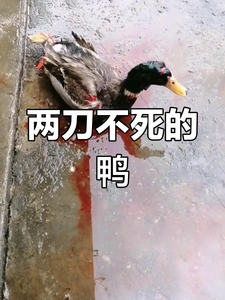 鸭子被砍两刀竟然没死,太神奇了!
