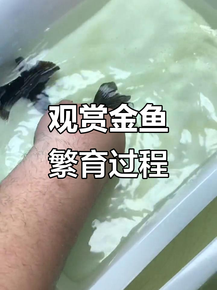 金鱼繁殖大揭秘,种鱼配对全过程!