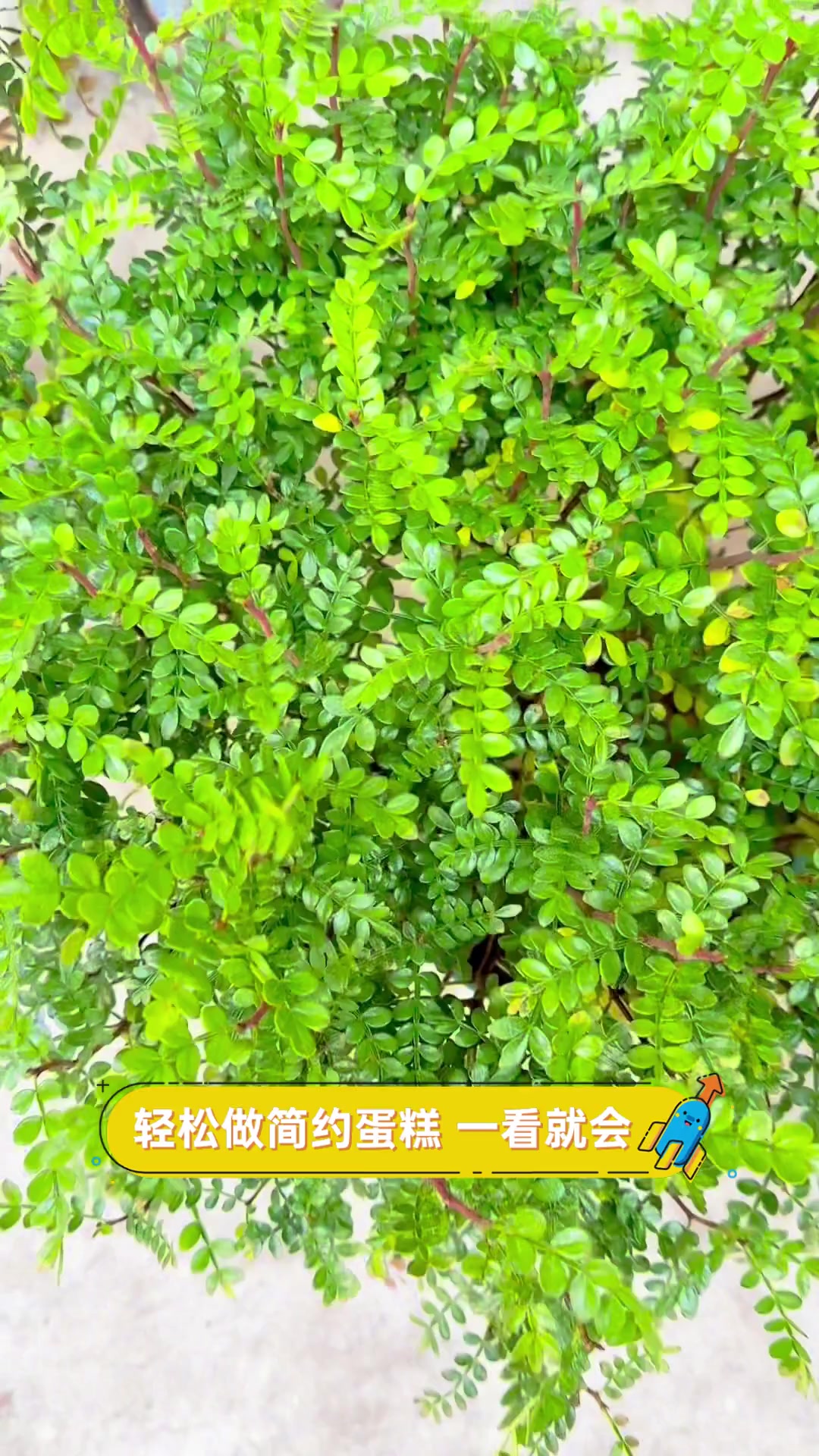轻松做简约蛋糕,一看就会