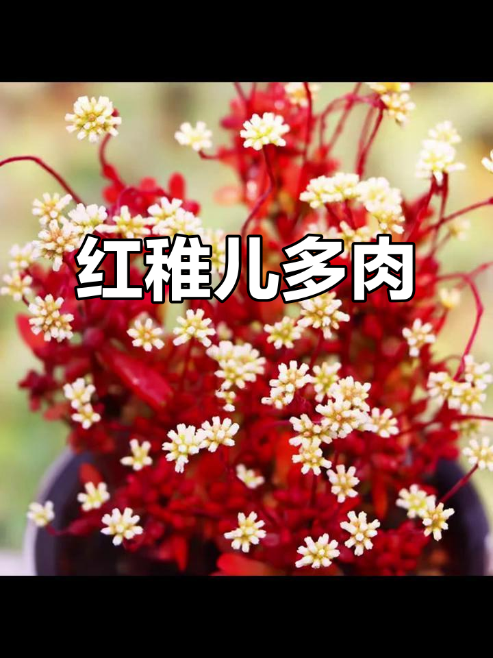 每天认识一种花,今天来了解红稚儿多肉