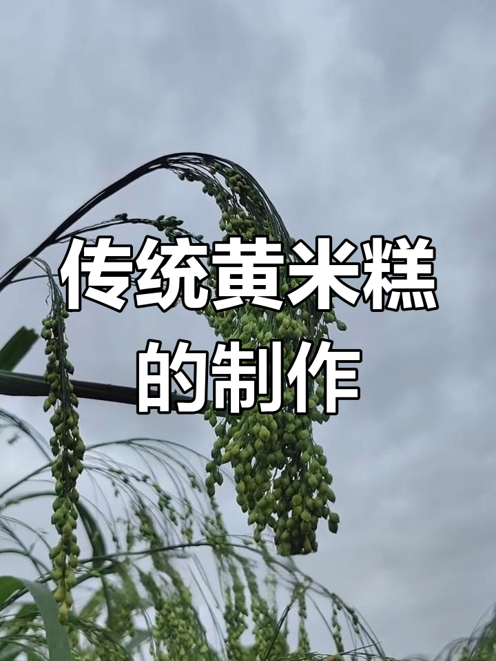 黄米糕的独特魅力与制作工艺