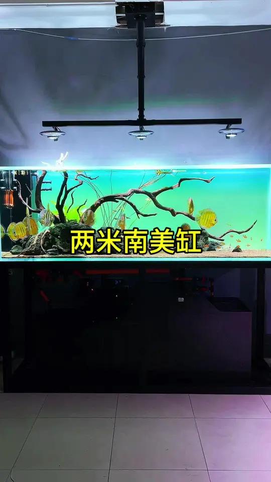 渐入佳境 鱼缸造景 南美缸 两米南美缸 七彩神仙鱼