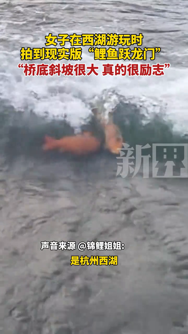 女子在西湖游玩时,拍到现实版“鲤鱼跃龙门”