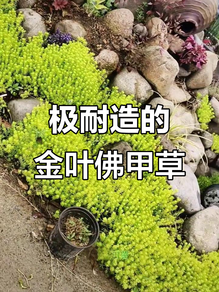 金叶佛甲草：耐寒又耐旱，种哪都美！