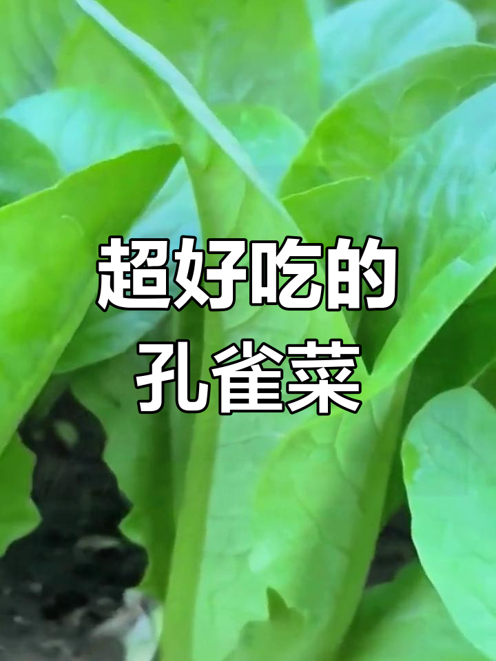 孔雀菜:比油麦菜更香,南北皆宜的蔬菜新宠