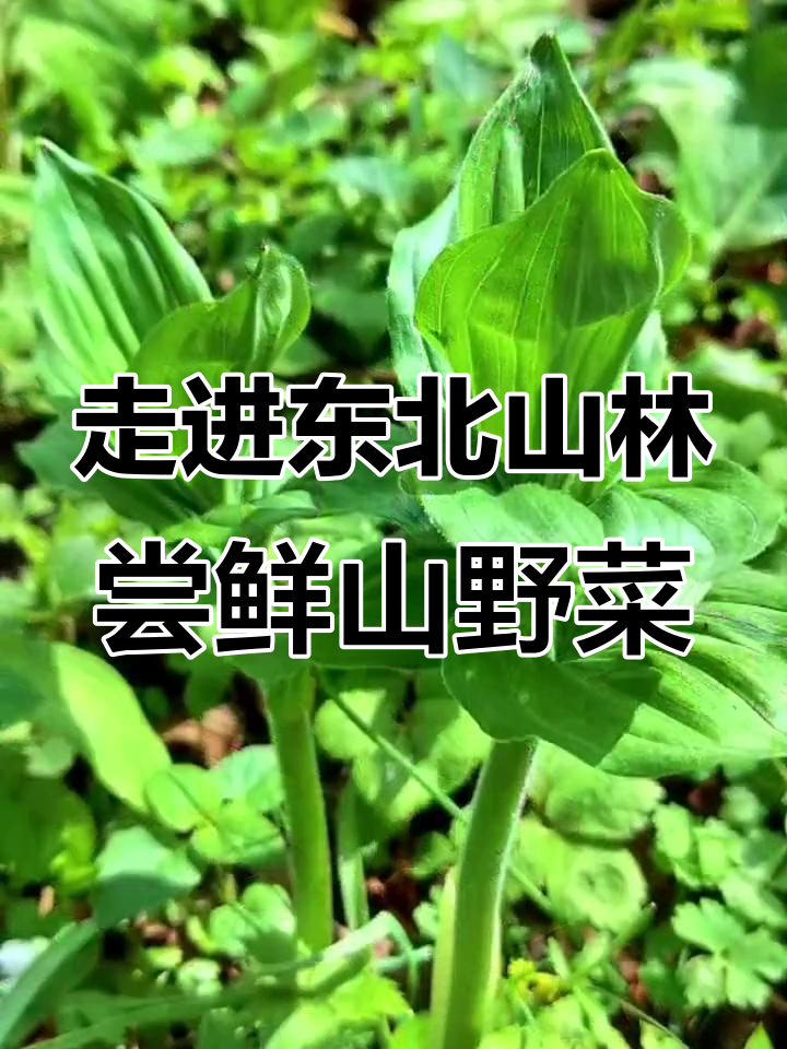 探秘东北山野菜,品味大自然的馈赠