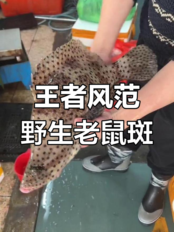 香港四大鱼王之一,野生老鼠斑为何能称霸海捕界?