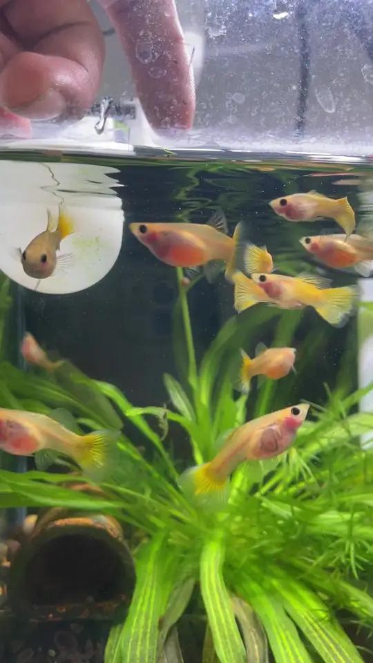 新手鱼友推荐尝试养玻璃体孔雀鱼 孔雀鱼 玻璃体孔雀鱼