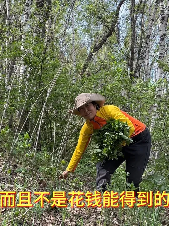 乌兰布统满山遍野都是宝，探索自然生活之美