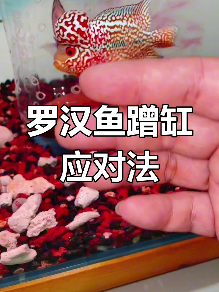 罗汉鱼频繁蹭缸?先消毒、升温,找到病因再治疗