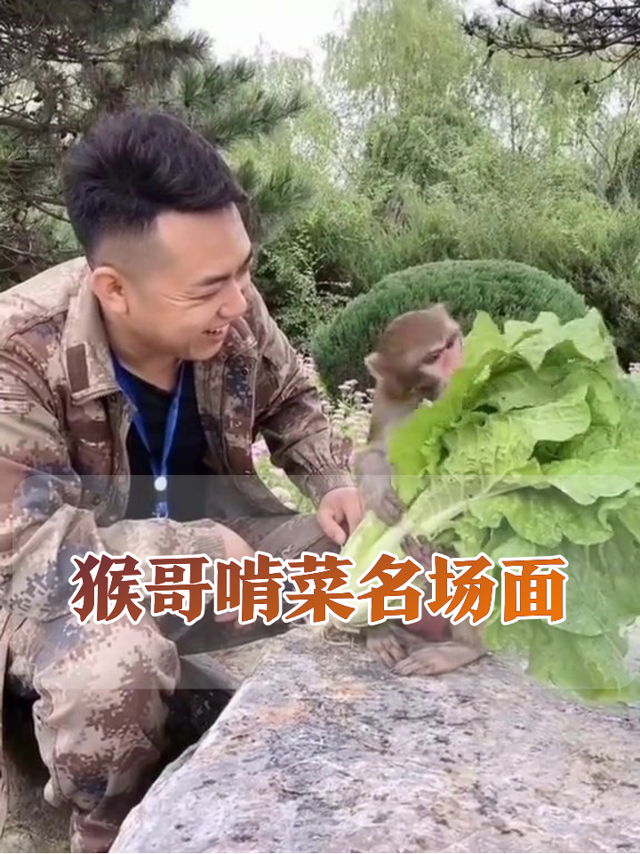 猴子抱巨型生菜狂啃，饲养员手撕投喂，贴贴求摸萌化了