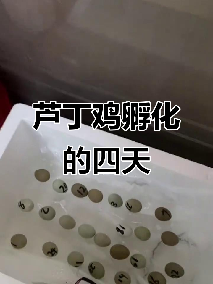 芦丁鸡蛋孵化第四天,翻蛋喷水照顾小生命