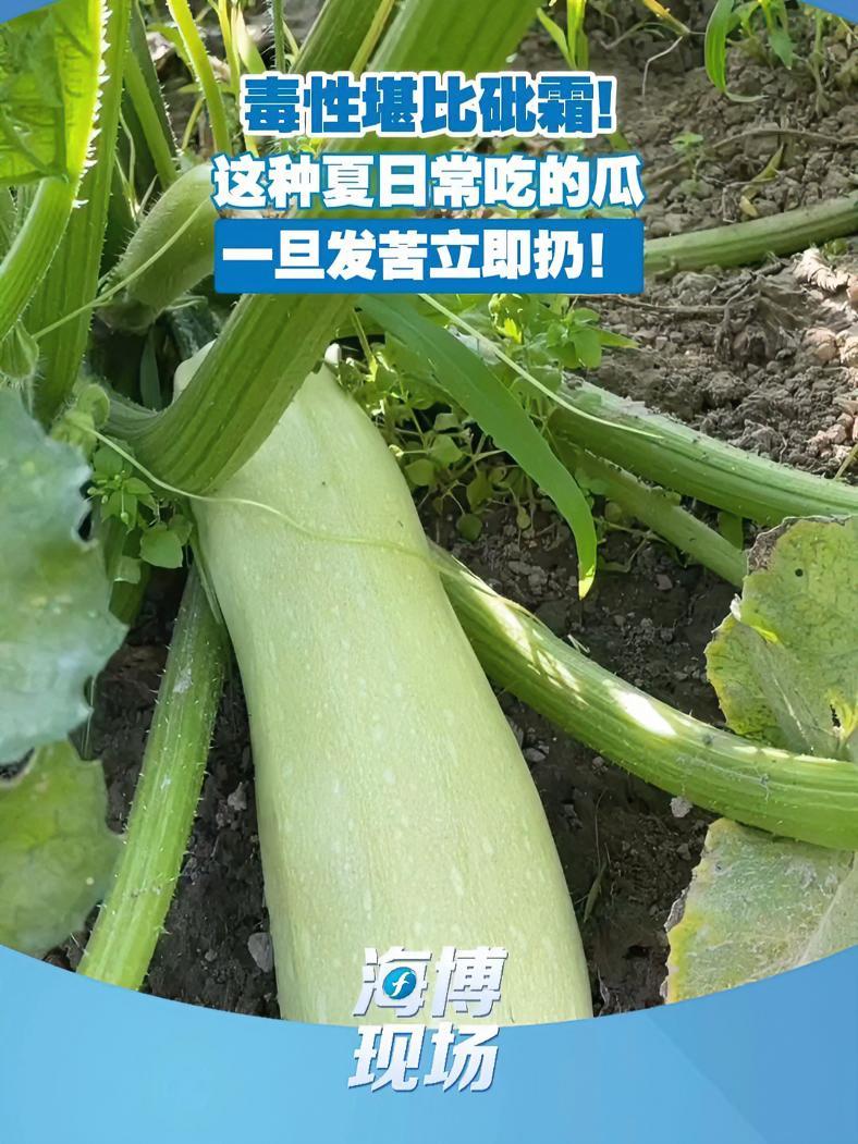 毒性堪比砒霜!这种夏日常吃的瓜一旦发苦立即扔!养生 健康 葫芦瓜