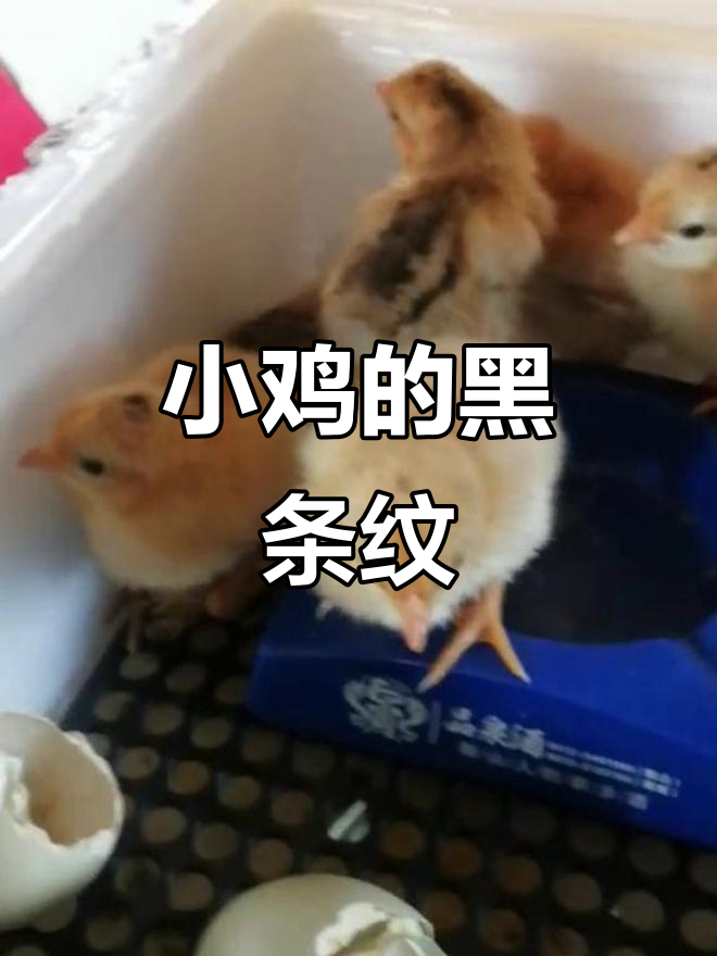 仔细观察，小鸡身上有独特黑条纹，是野鸡与三黄鸡的混血