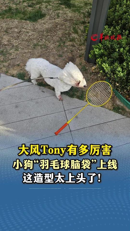 大风Tony来袭 小狗“羽毛球脑袋”上线 这造型太上头了!小羊拍客小狗北京大风萌宠(记者: