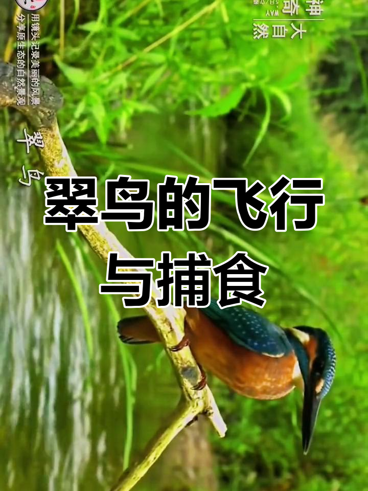 翠鸟:捕鱼高手,速度惊人却面临危机