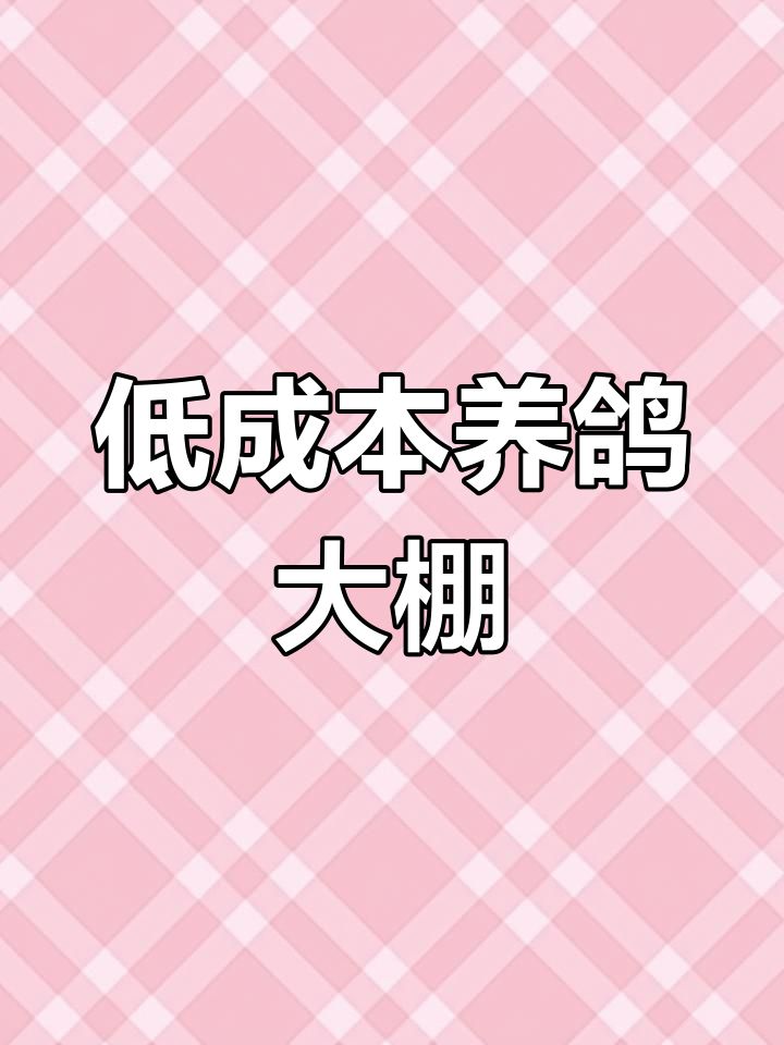 12米宽50米长鸽子棚,6000只鸽子的低成本养殖方案